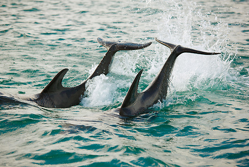 nageoires biomimetique dauphins surf